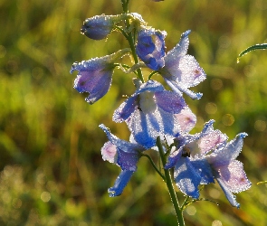 Niebieskie, Rosa, Krople, Kwiaty, Ostróżka ogrodowa