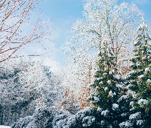 Zima, Drzewa, Zaśnieżone