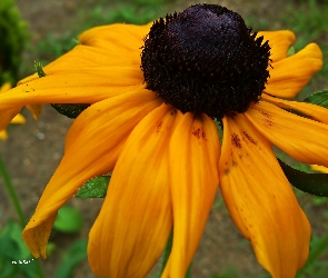 Żółta, Rudbekia
