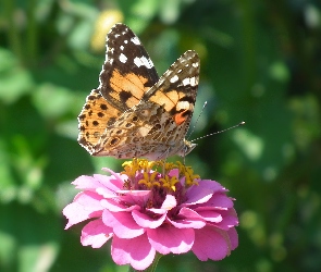 Motyl, Cynia, Osetnik, Kwiat, Rusałka