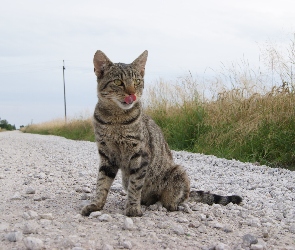 Kot, Język
