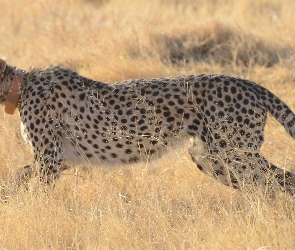 Trawa, Gepard