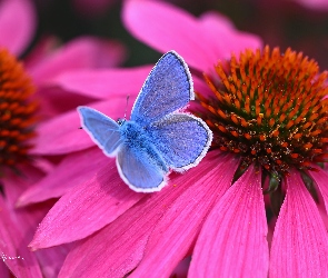 Kwiat, Jeżówka, Modraszek, Motyl