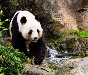Skały, Krzewy, Panda, Potok