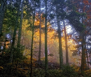 Przebijające, Światło, Las