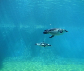 Pingwiny, Zoo, Woda, Pływające, Dwa
