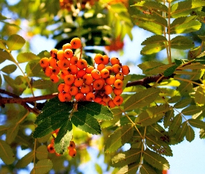 Jarzębina, Lato, Gałęzie, Liście, Owoce