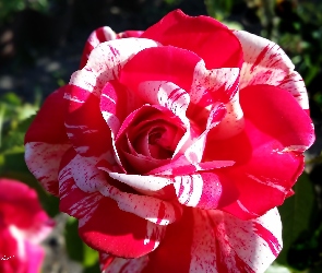 Czerwono, Róża, Biała