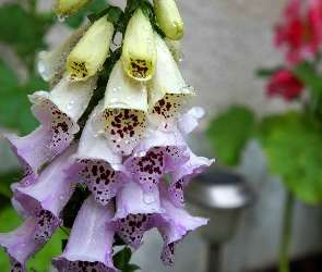 Krople, Rosa, Naparstnica purpurowa