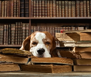 Pies, Śmieszne, Biblioteczka, Książki, Śpiący