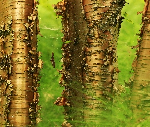 Kora, Złota, Brzoza, Grabolistna