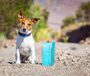 Droga, Walizka, Jack Russell, Pies, Terrier, Podróżnik