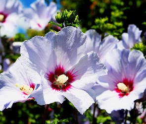 Pąki, Ogród, Hibiskus, Lato
