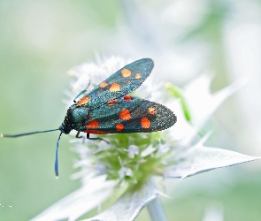 Kraśnik Sześciokropek, Owad, Motyl