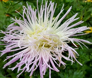 Fioletowy, Aster, Biało