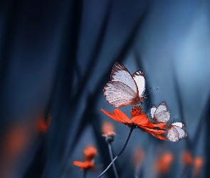 Czerwony< Kwiat, Makro, Motyle