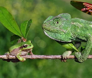 Gałąź, Rzekotka, Kameleon, Żabka