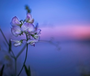 Pachnący groszek, Bokeh, Kwiatek