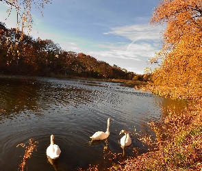 Drzewa, Łabędzie, Jezioro, Jesień