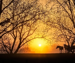 Konie, Słońca, Drzewa, Wschód, Łąka
