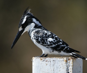 Rybaczek srokaty