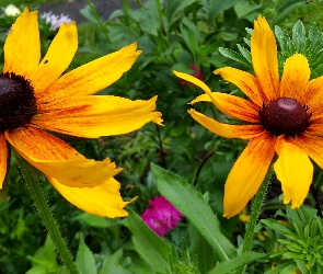 Rudbekia