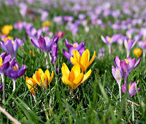 Kwiaty, Krokusy