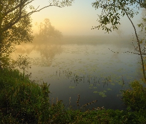 Jezioro, Drzewa, Mgła