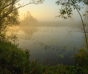 Mgła, Drzewa, Jezioro