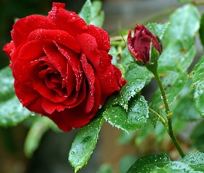 Czerwona, Deszczu, Liście, Krople, Róża