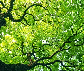 Drzewo, Liście, Gałęzie