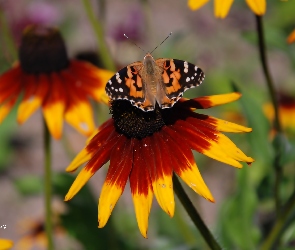 Rudbekia, Osetnik, Rusałka, Motyl, Kwiat