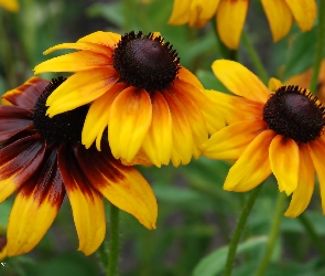 Kwiat, Rudbekia