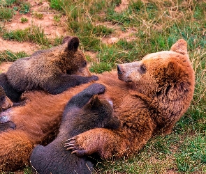 Niedźwiedzica, Trawa, Młode, Karmiąca