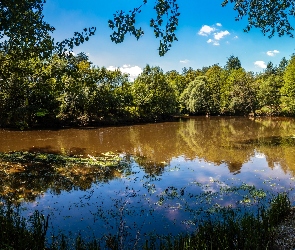 Wodorosty, Brzeg, Rzeka, Drzewa