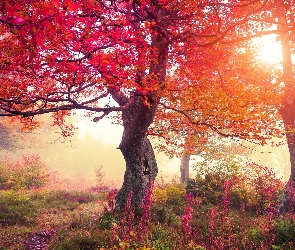 Drzewa, Słońca, Mgła, Promienie, Jesień