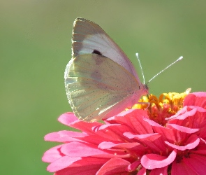 Motyl, Cynia, Kwiat, Bielinek
