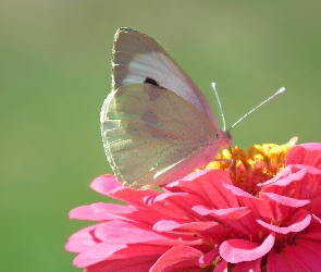 Cynia, Kwiat, Motyl, Bielinek