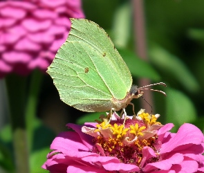 Cynia, Kwiat, Motyl, Cytrynek