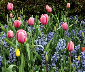 Hiacynty, Ogród, Tulipany
