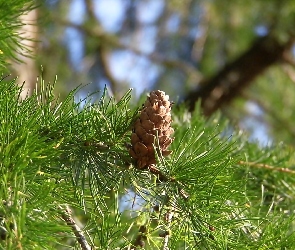 Modrzew, Igły, Szyszka