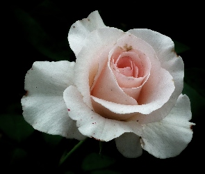 Kwiat, Róża, Przyroda