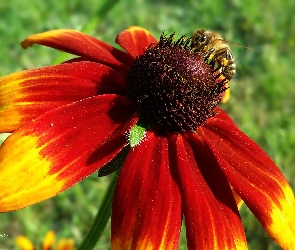 Pszczoła, Owad, Kwiat, Rudbekia