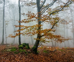 Mgła, Jesień, Las