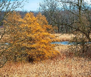 Las, Jesień, Rzeka