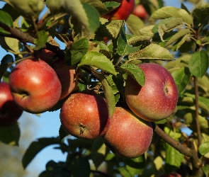 Liście, Zielone, Owoce, Jabłka, Drzewo, Gałęzie