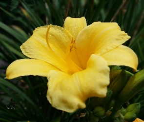 Żółty, Liliowiec, Kwiat