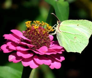 Cynia, Kwiat, Motyl, Cytrynek