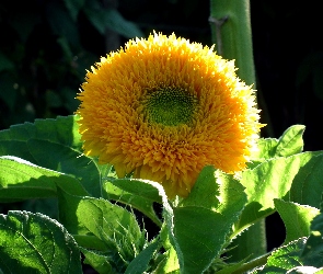 Przyroda, Słonecznik, Kwiat