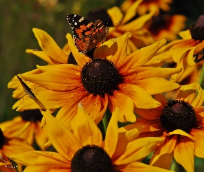 Kwiaty, Osetnik, Motyl, Rusałka, Rudbekie